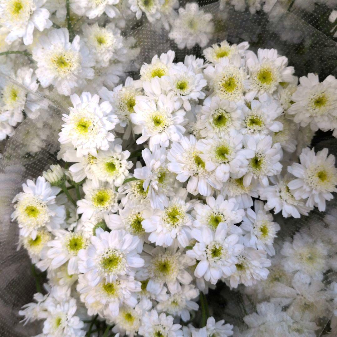 生花✼マトリカリアダブルラテ♪アレンジ✼押し花✼ドライフラワー染め花✼レジン