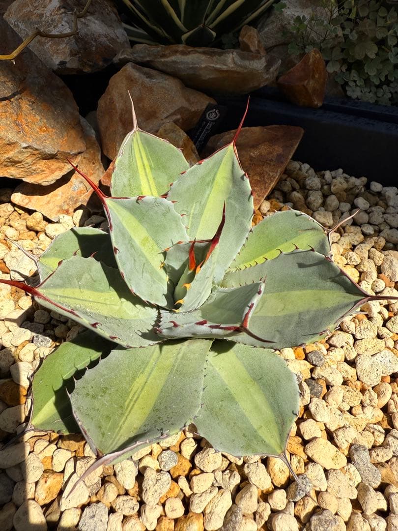 【福沢諭吉様】Agave parryi truncata 'Jackpot'