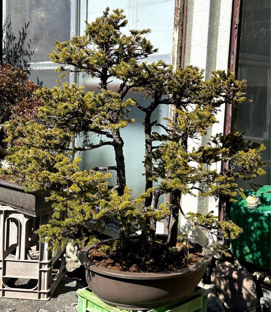 蝦夷松　株立　大品盆栽　樹齢70年以上