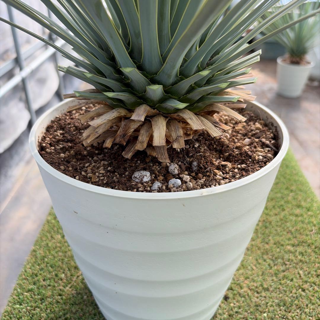 k*u様 【実生】ユッカロストラータ (7号鉢)②ドライガーデン