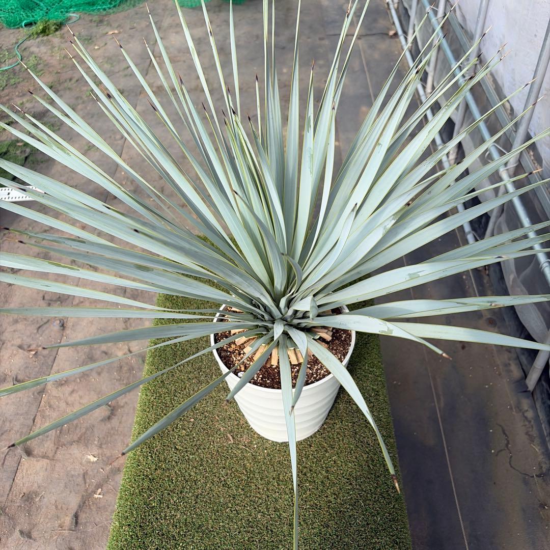 k*u様 【実生】ユッカロストラータ (7号鉢)②ドライガーデン