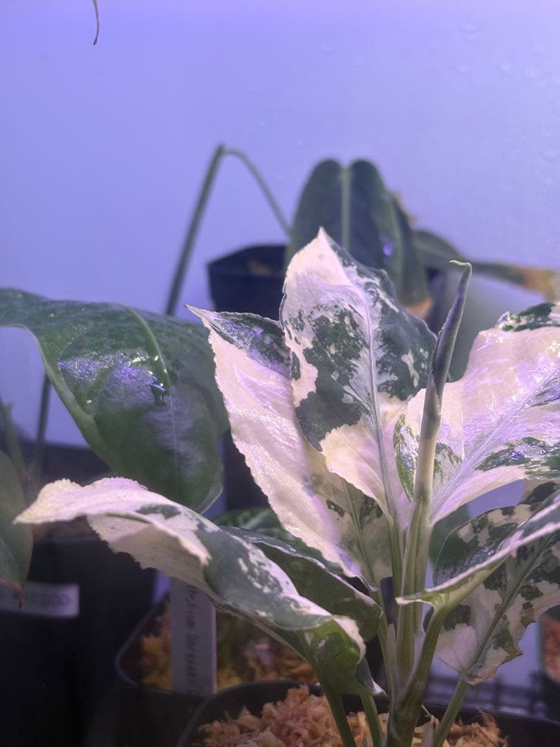 N*P様 THE GREEN KONG Aglaonema picture