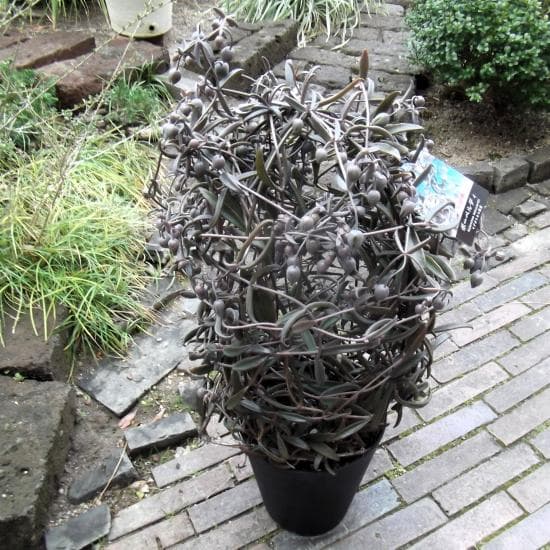 現物「カランコエ・ボーベルディ」６号　Kalanchoe　黒錦蝶　コクキンチョウ