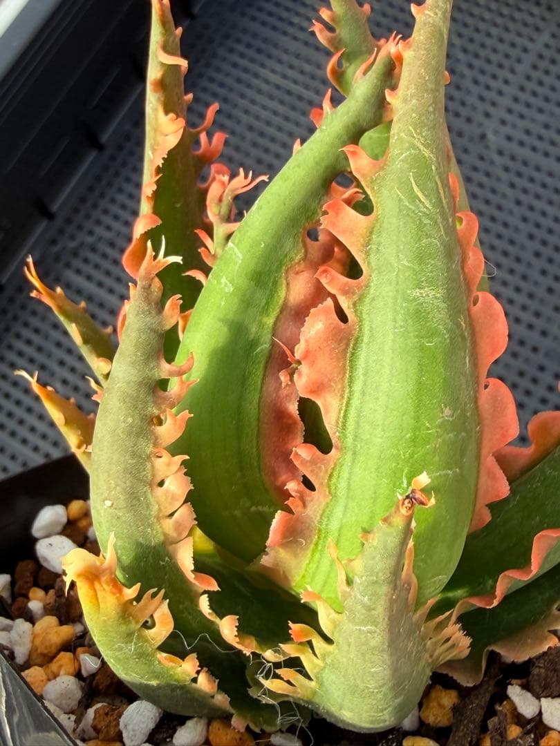 アロエ　ハイブリッド　Aloe hybrid 第四種　De-7