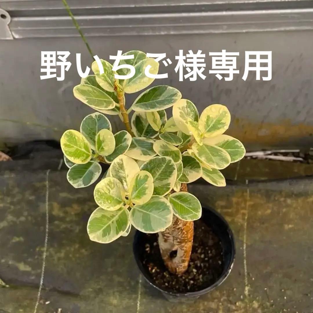 パンダガジュマル　斑入り　接木　3.５号