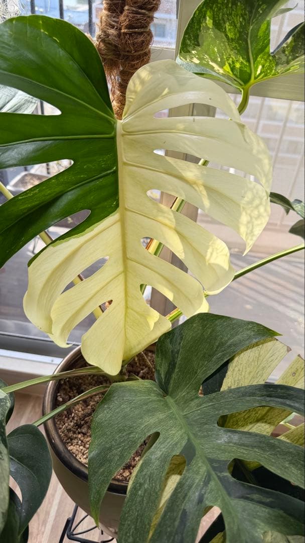 モンステラ デリシオーサ ジャングルミント