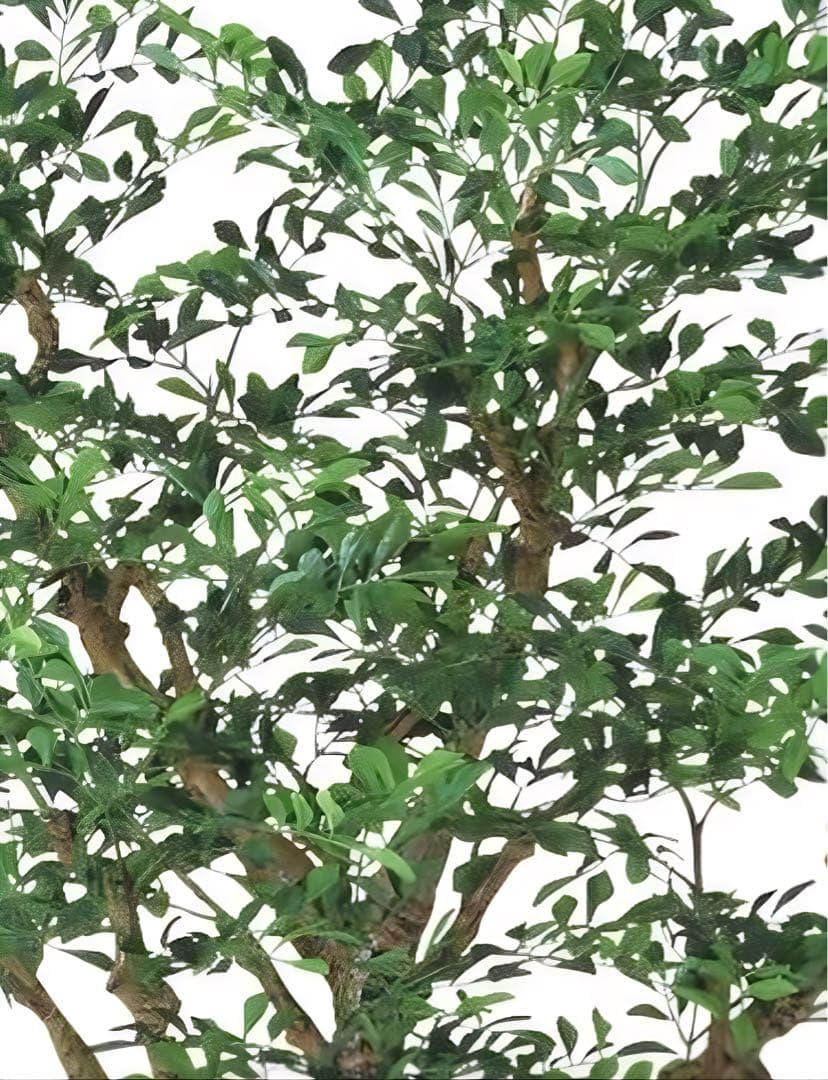 光触媒　人工観葉植物　ウォールグリーン　フェイクグリーン　トネリココアッド