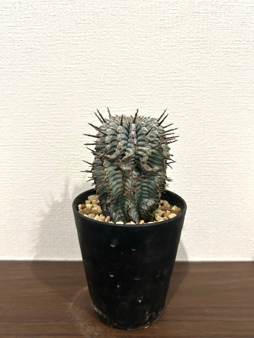 ユーフォルビア　ホリダ　ゼブラ　②