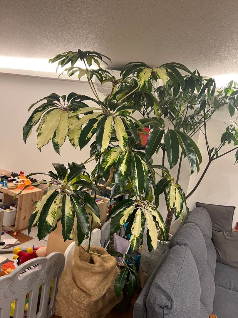 ツピタンサス斑入り　ツピタンサスゴールデンキング 引き取り限定、持って行くことも