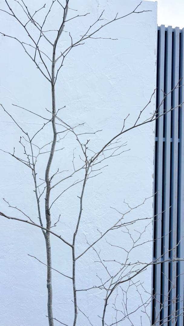 逸品。山採りアオハダ2.8M(鉢底から)