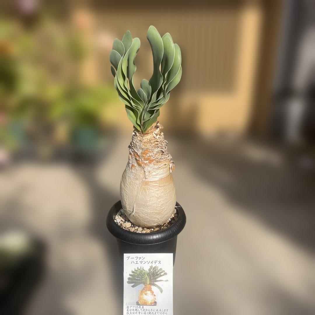 ブーファン ハエマンソイデス