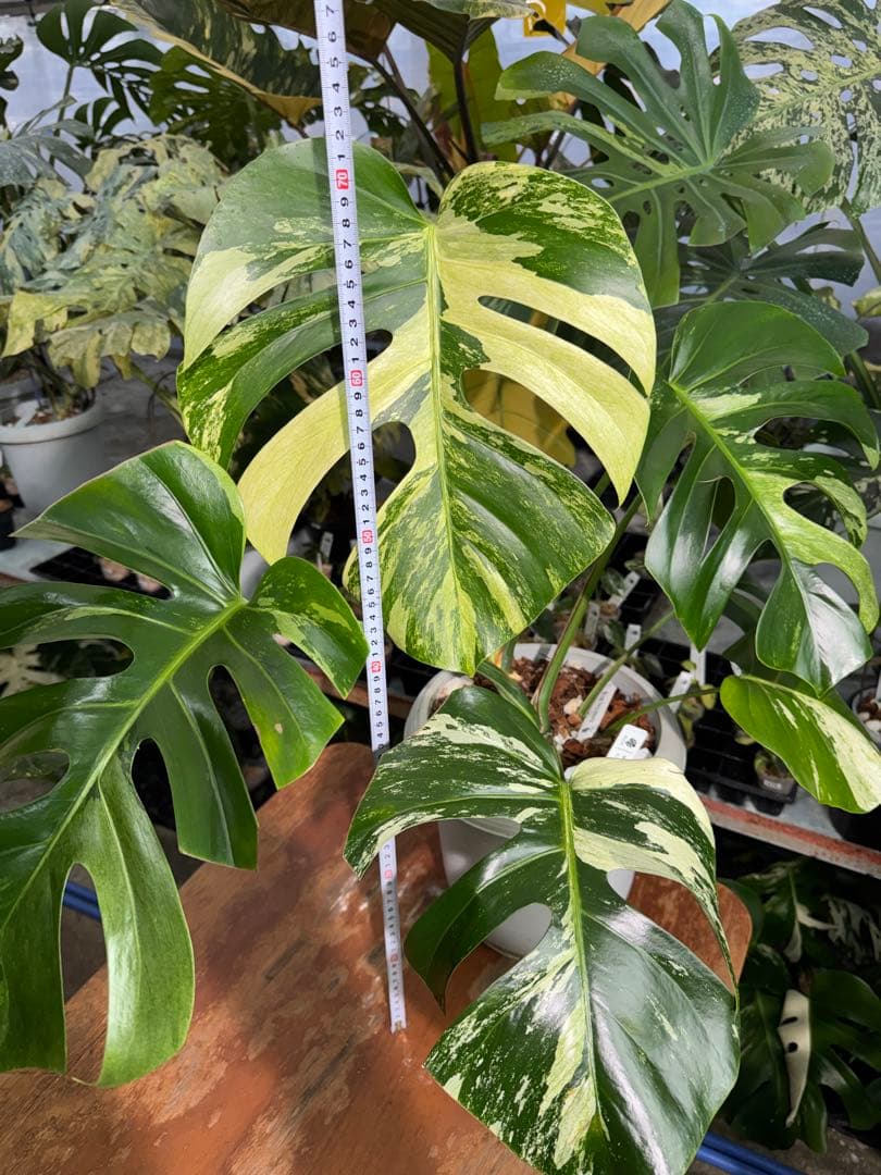 BS5モンステラ　ボルギシアナ　x デリシオーサ　ミント　美斑入り作品株