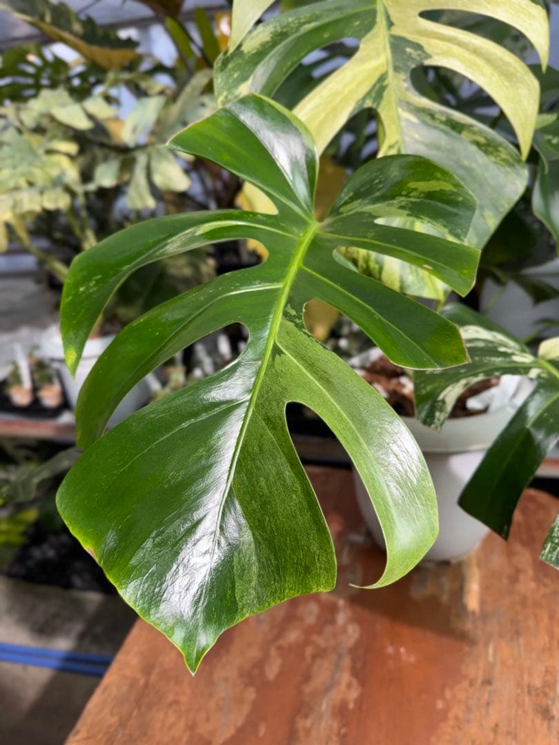 BS5モンステラ　ボルギシアナ　x デリシオーサ　ミント　美斑入り作品株