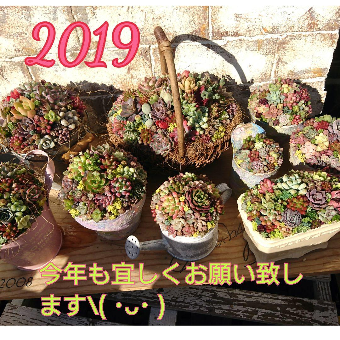 2019 多肉植物 寄せ植え