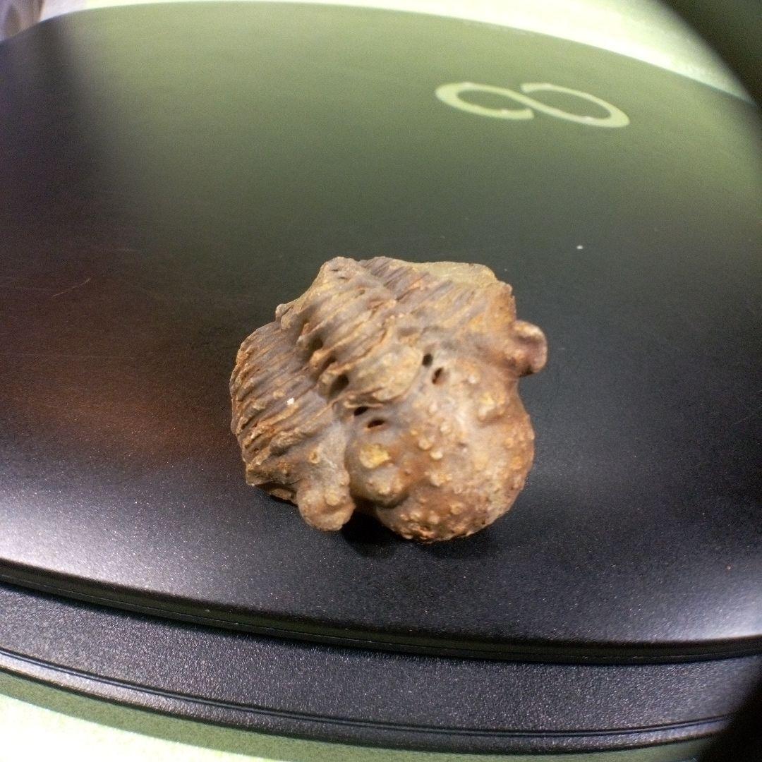 三葉虫　化石　fossil　ボリビア産　trilobite　三葉虫判別④