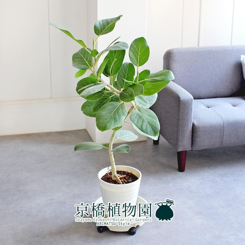 【現品】フィカス・ベンガレンシス・オードリー　曲がり　7号　白セラアート鉢（1）