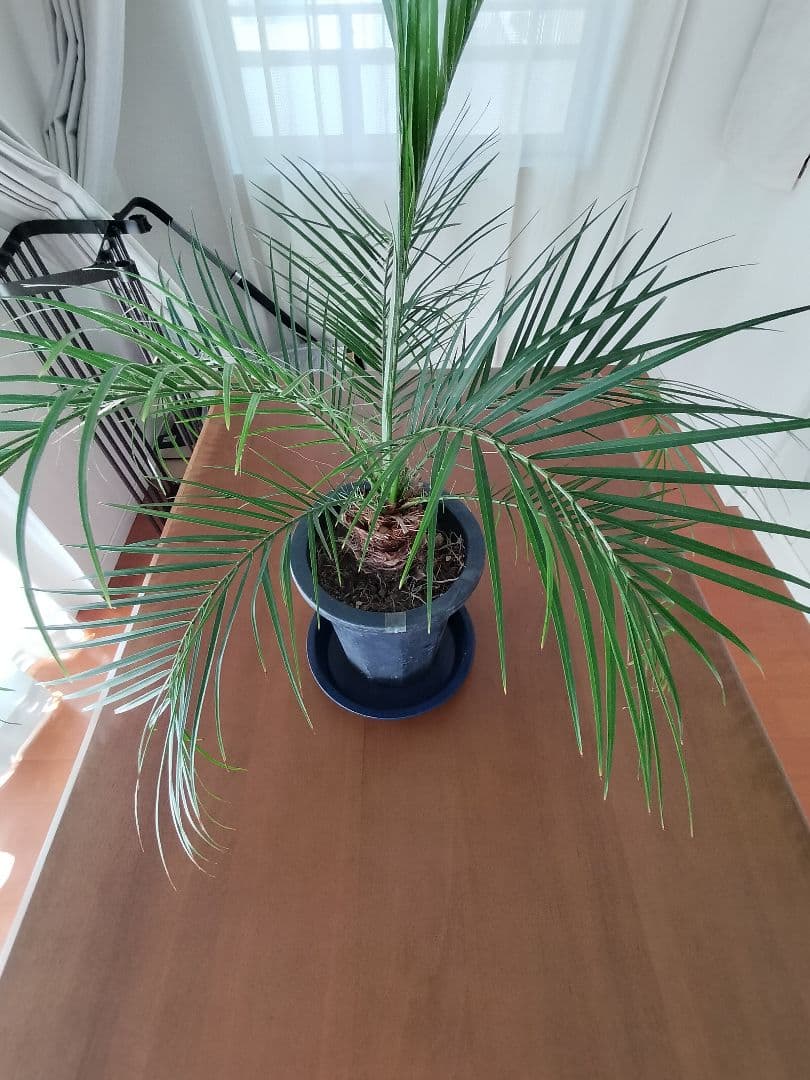 ヤシの木　フェニックスロベレニー　観葉植物 約60cm　初心者向き植物　南国