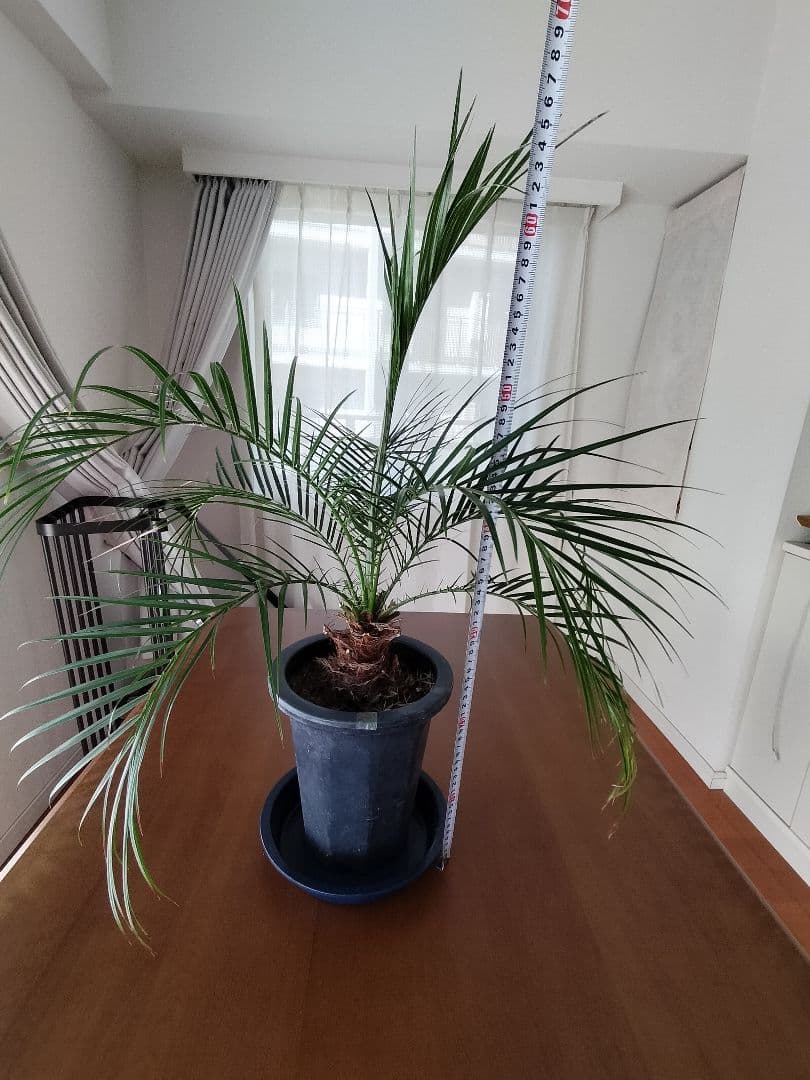 ヤシの木　フェニックスロベレニー　観葉植物 約60cm　初心者向き植物　南国