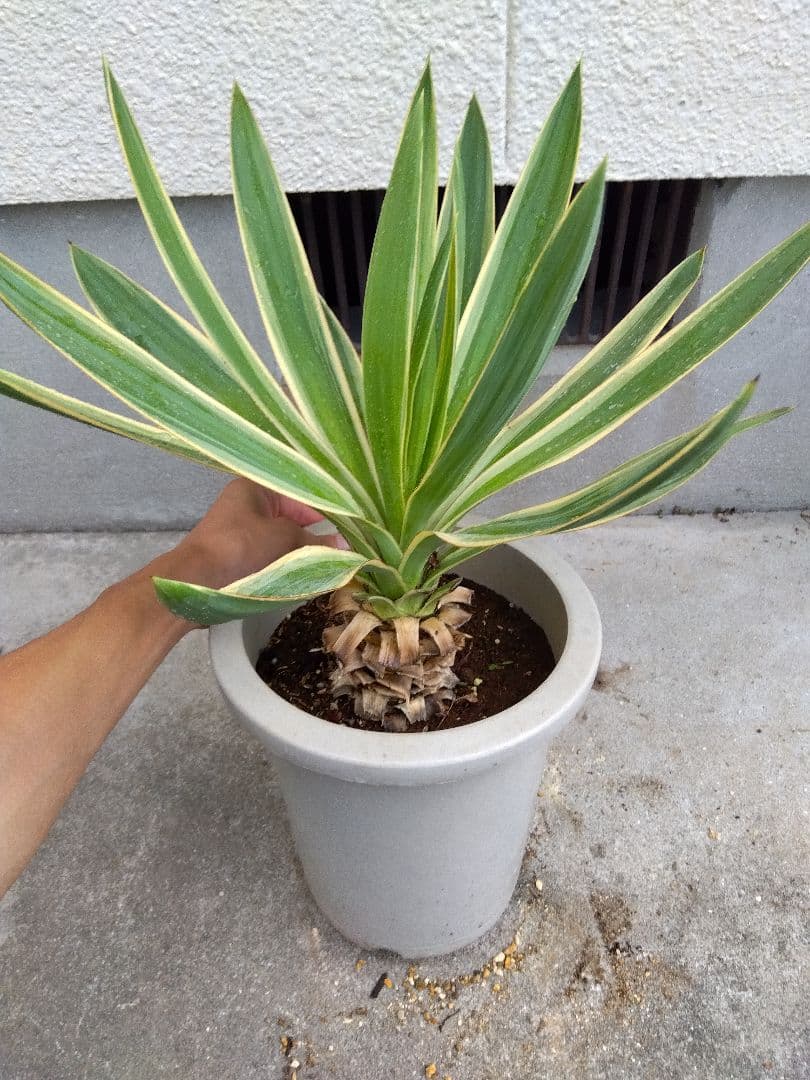 ユッカ　グロリオサ　バリエガータ　8号鉢つき　幹太❗