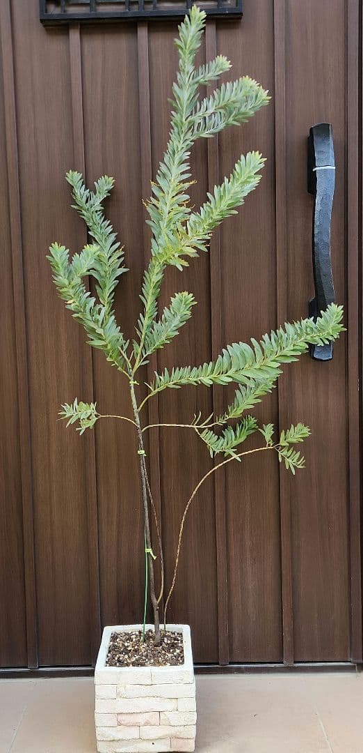 花芽付き　アカシア　ブルーブッシュ　レンガ風石膏鉢植え　苗