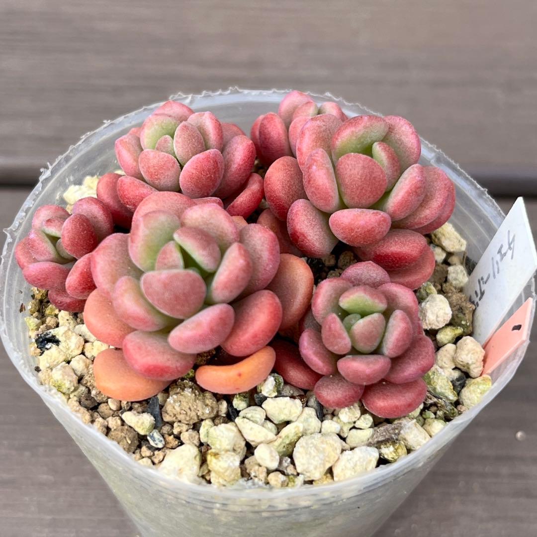Y♡K多肉様ご確認用　多肉植物