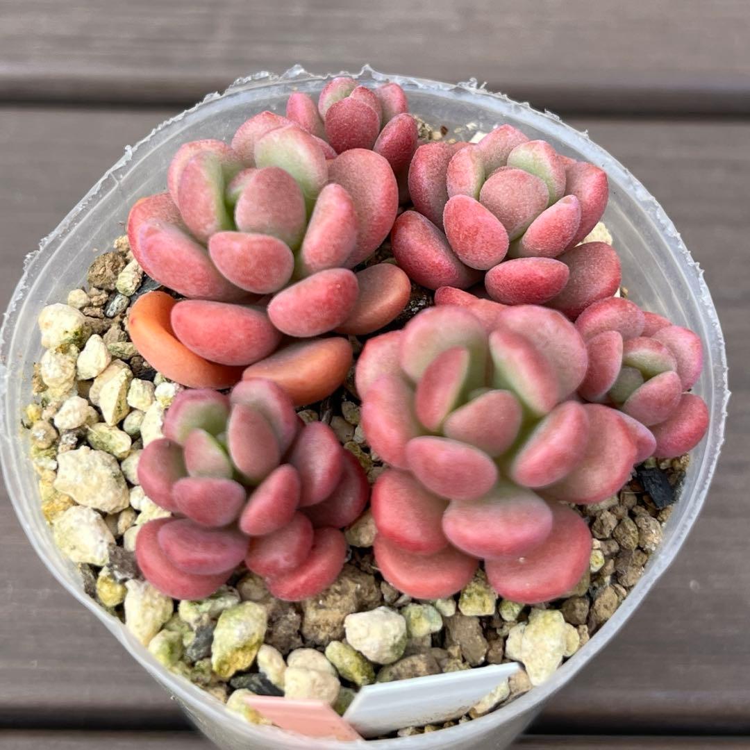 Y♡K多肉様ご確認用　多肉植物