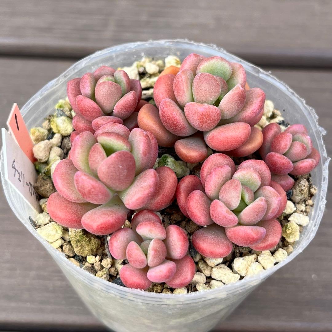 Y♡K多肉様ご確認用　多肉植物