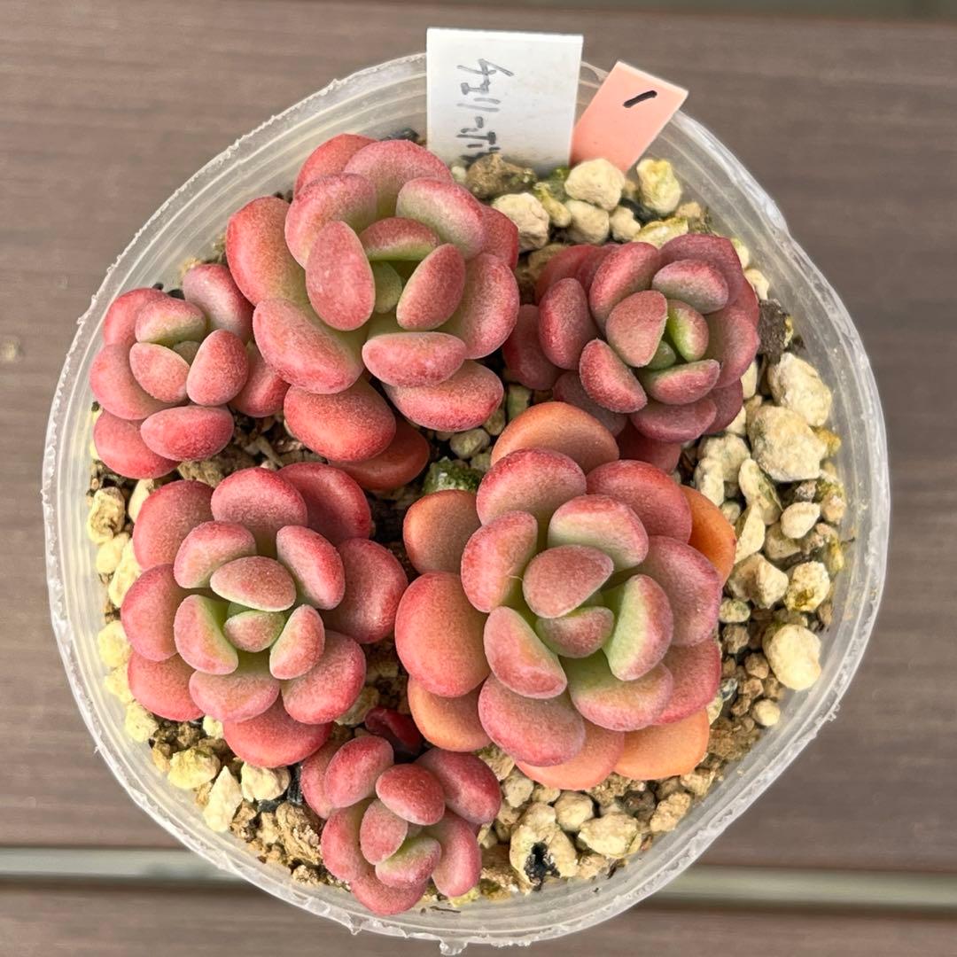 Y♡K多肉様ご確認用　多肉植物