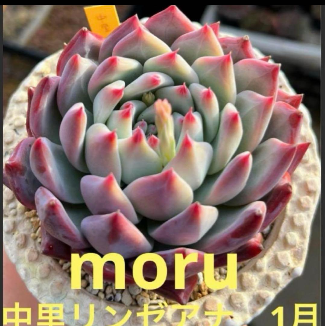 t*o様 2025実生苗セットd 4センチポット