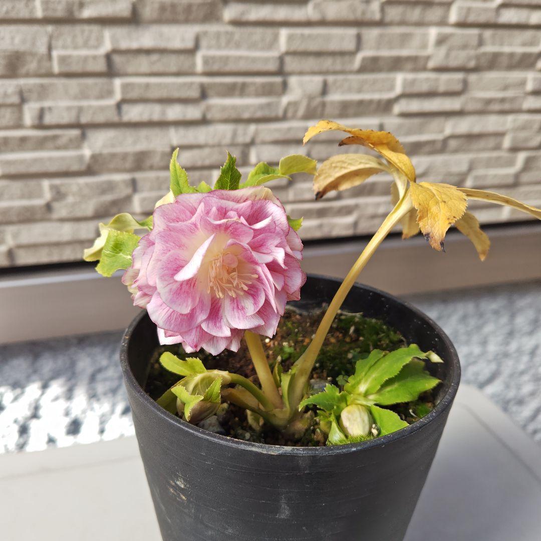 クリスマスローズ 広瀬園芸 ddピンクぼかしオーレア