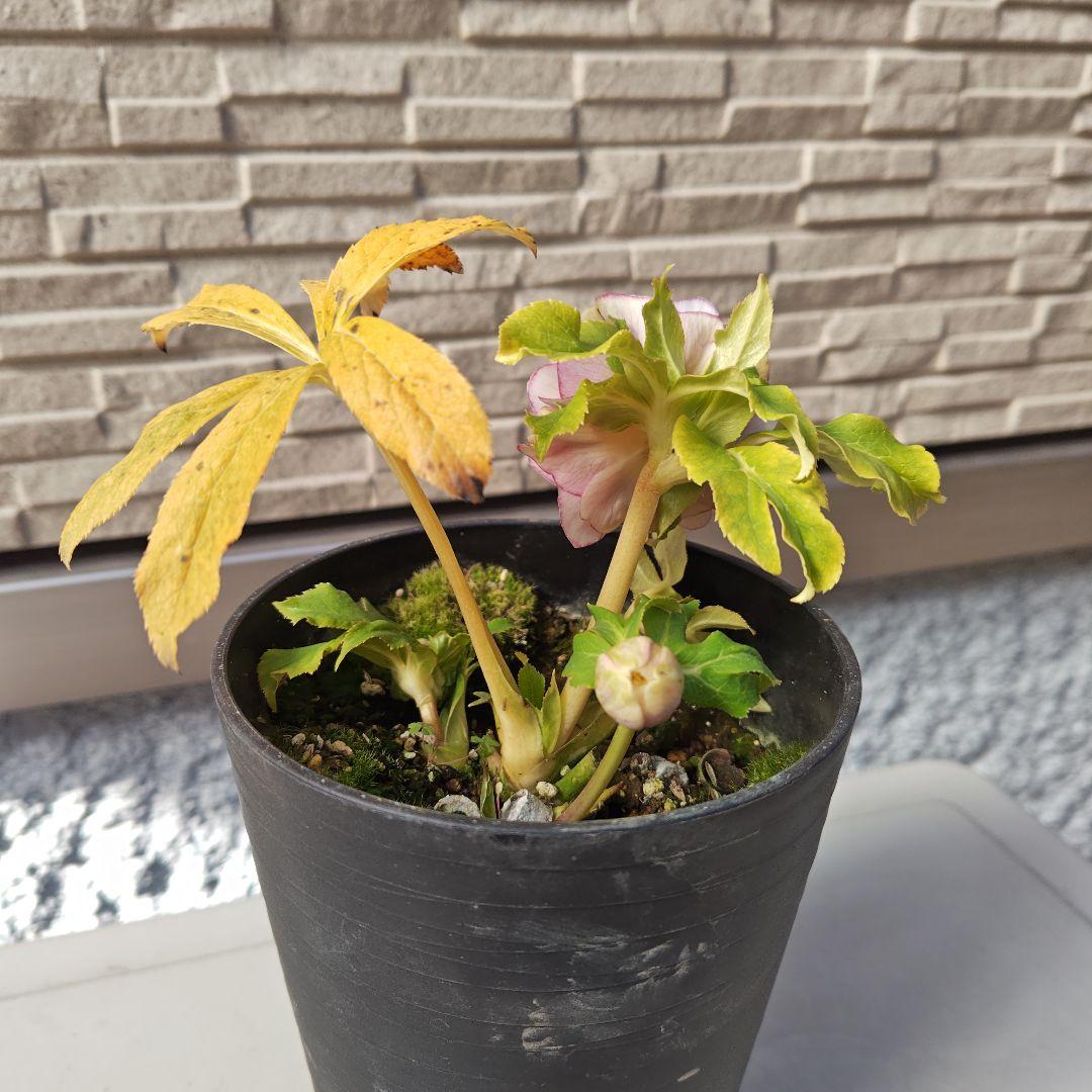 クリスマスローズ 広瀬園芸 ddピンクぼかしオーレア