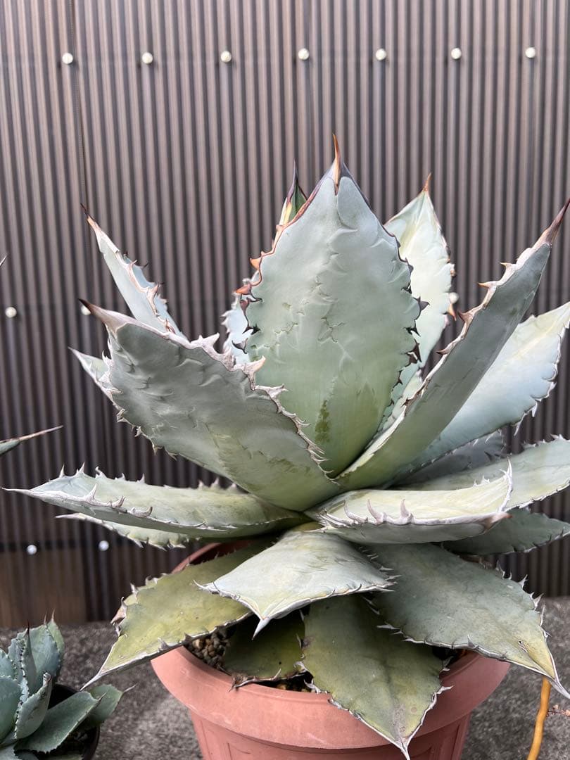 2/5写真UP アガベ チタノタブルー(中型〜大型)鉢ごと発送