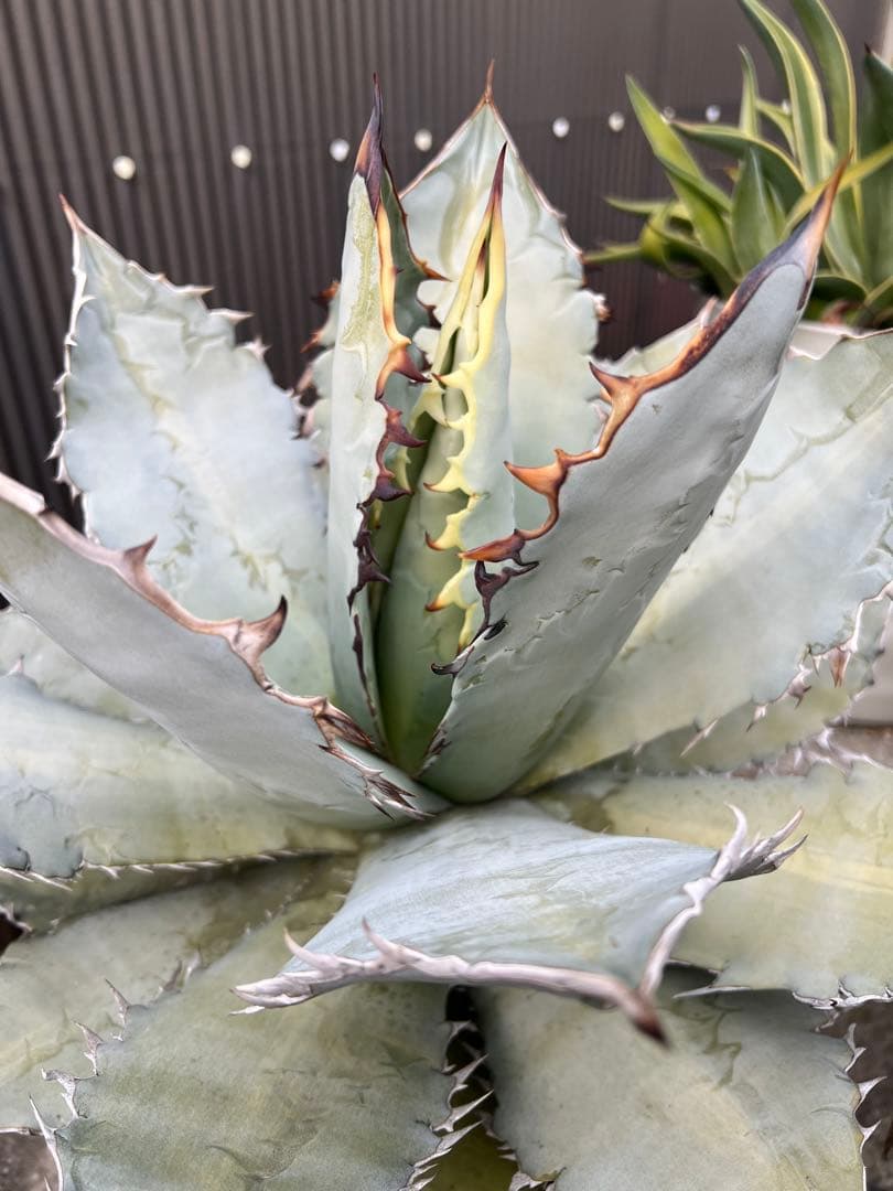 2/5写真UP アガベ チタノタブルー(中型〜大型)鉢ごと発送