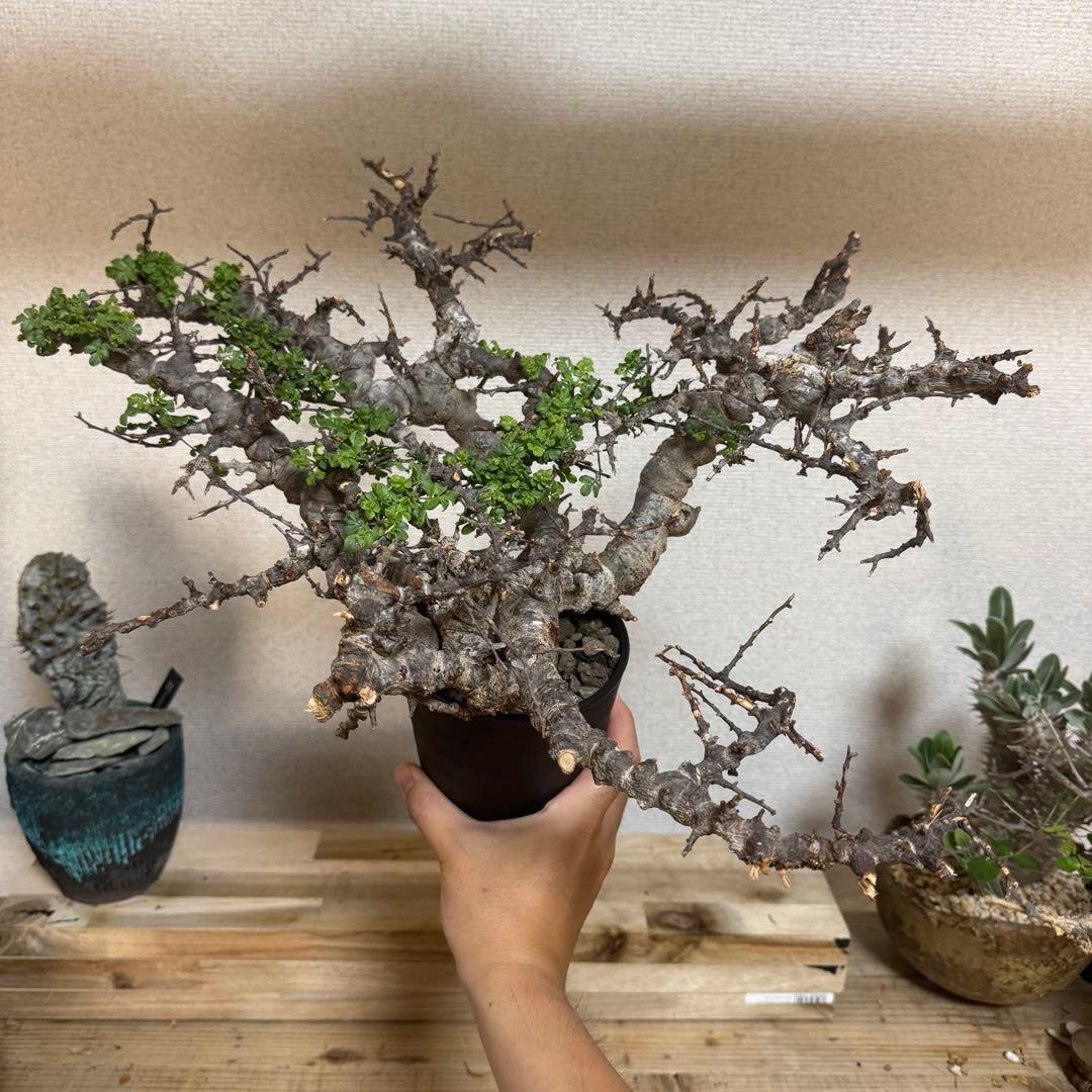 コミフォラ エイル 発根済み 大株XLサイズ