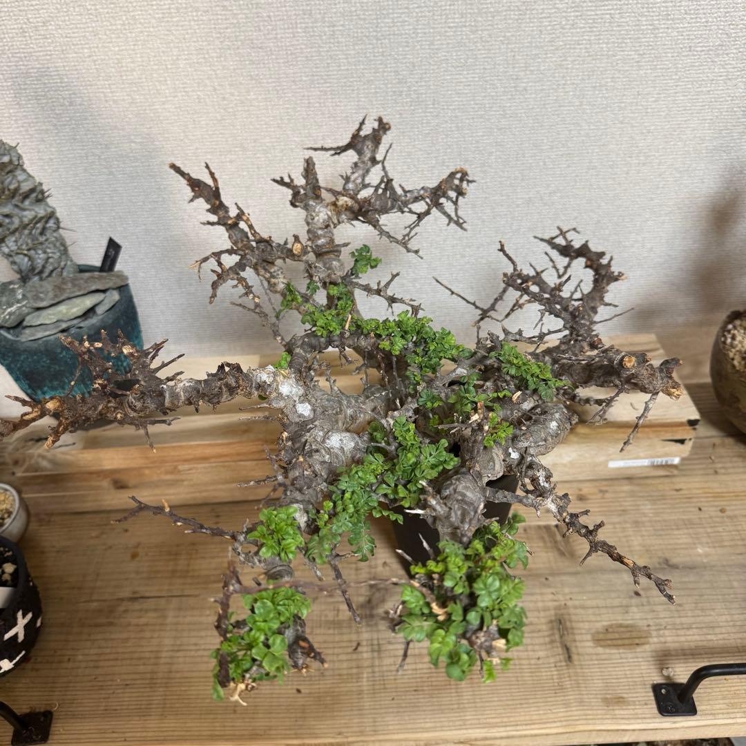 コミフォラ エイル 発根済み 大株XLサイズ