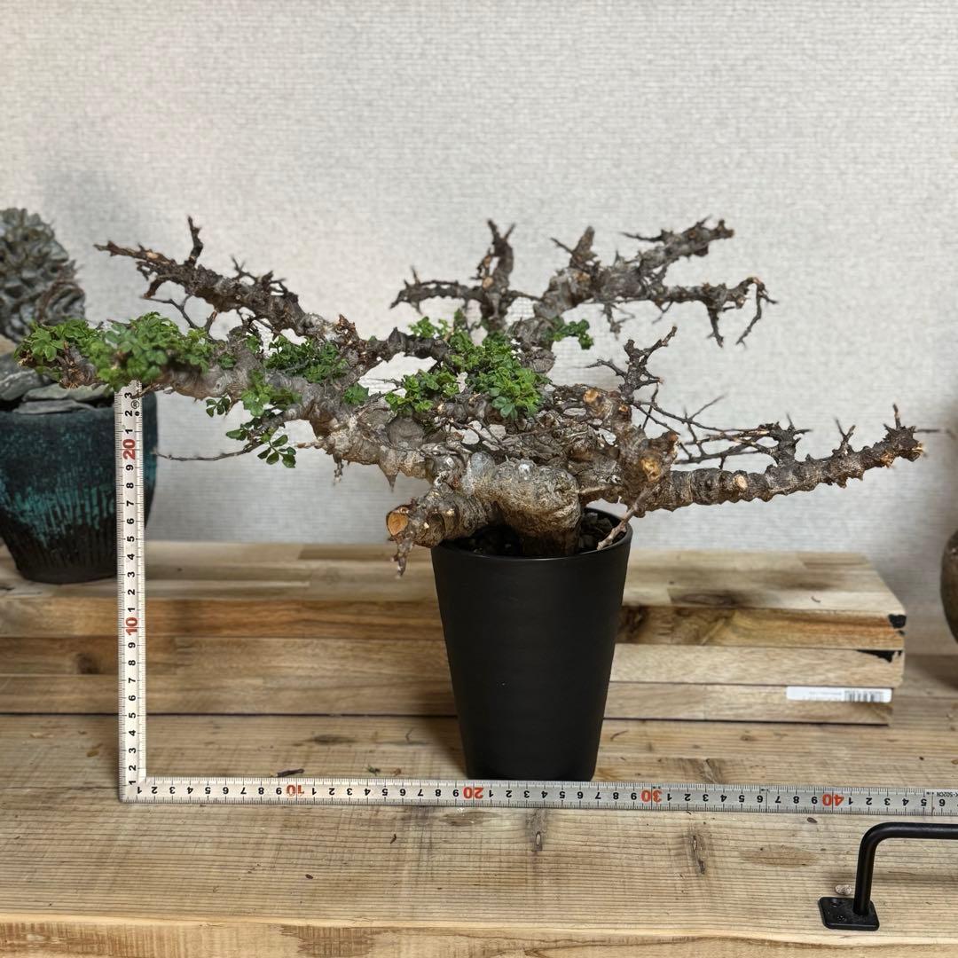 コミフォラ エイル 発根済み 大株XLサイズ