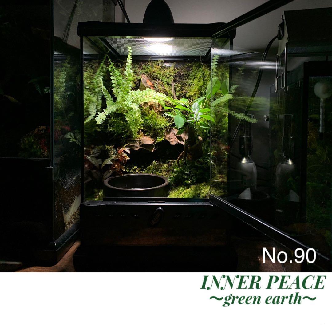 No.90 カエルリウム　イモリウム　テラリウム　苔テラリウム　苔アート