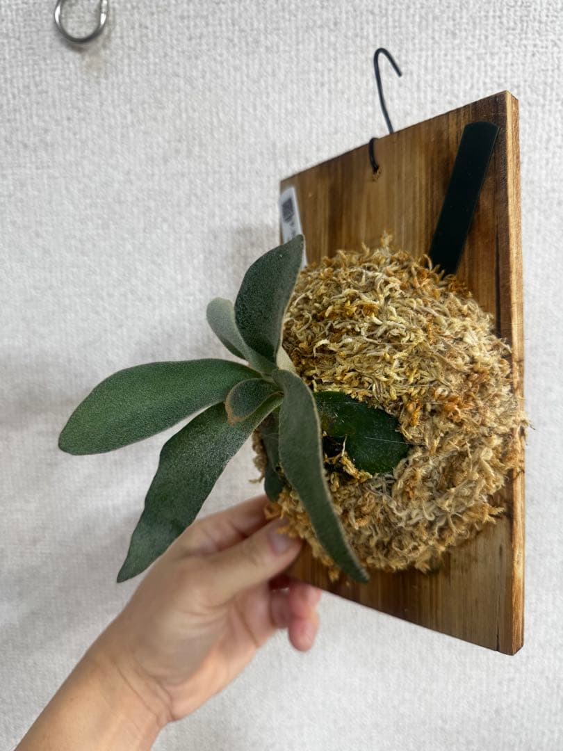 P. Hakuna Matata ハクナマタタ　ビカクシダ F301 OC 緑