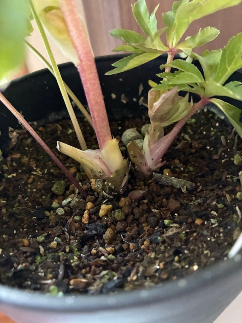 ♡広瀬園芸♡ ピュアホワイト　かすりピンク