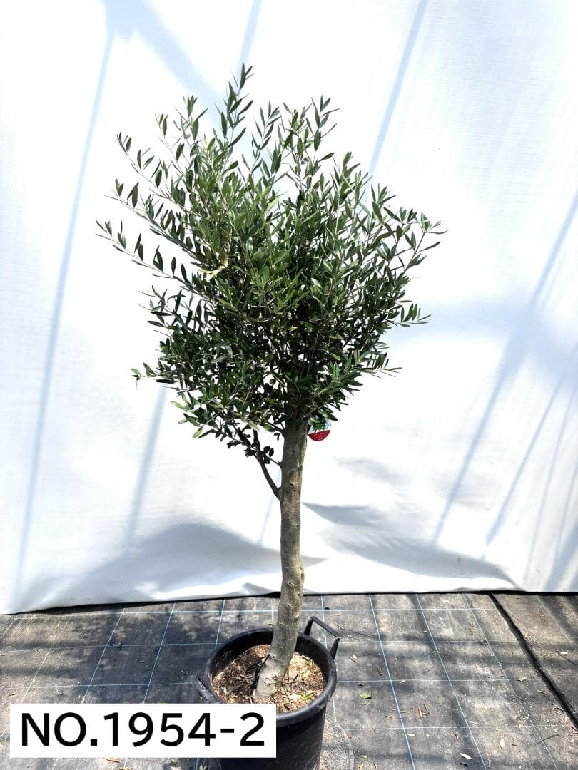 オリーブの木　シプレシーノ　約170cm　NO.1954　大型　現品掲載　古木
