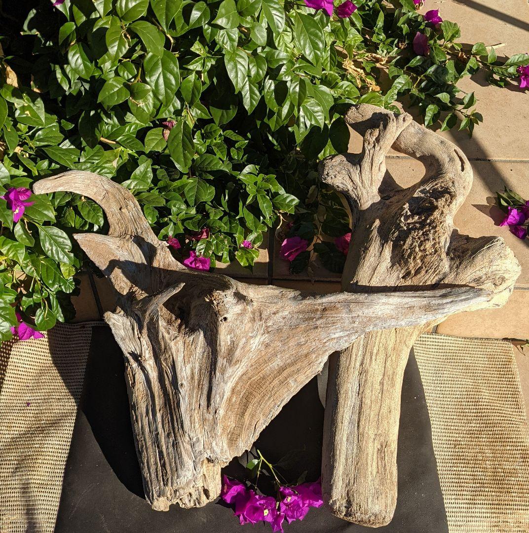 16ロックガーデン向き【超大型流木】2本組/洗浄済