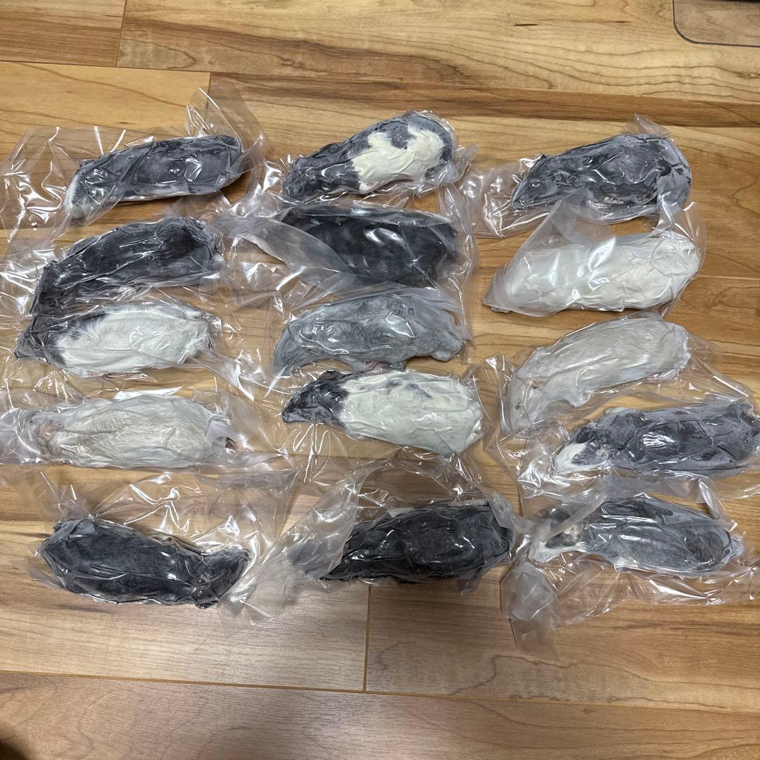 冷凍ラット130〜150g×15匹