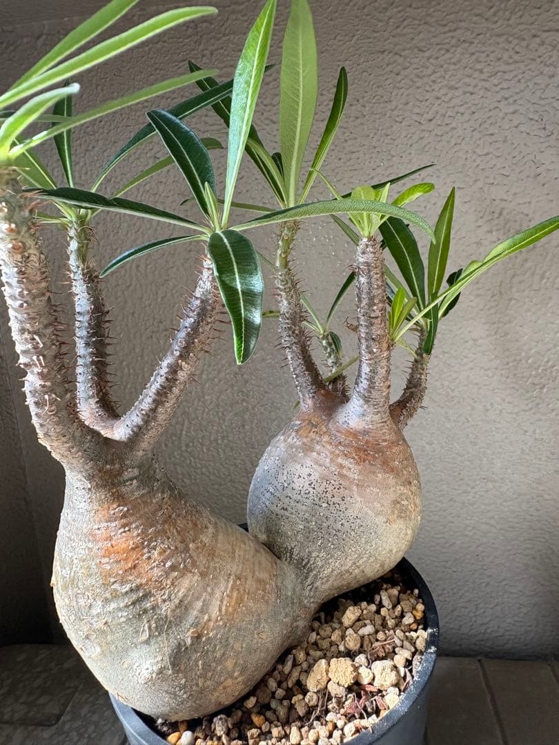 G*D様 パキポディウム グラキリス 発根済 ダブルベット 双頭 マルチヘッド