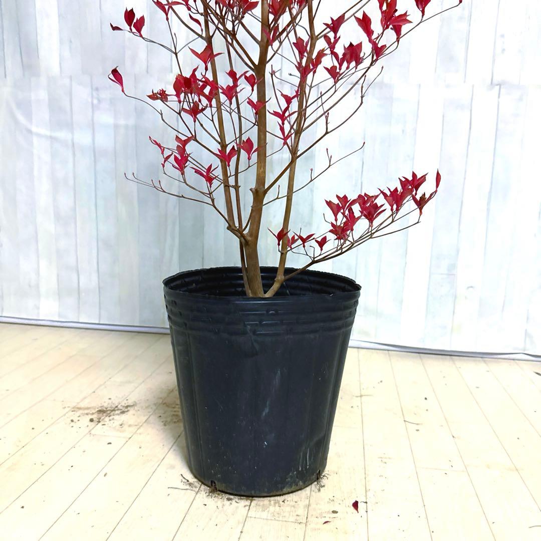 ドウダンツツジ,植物/観葉植物