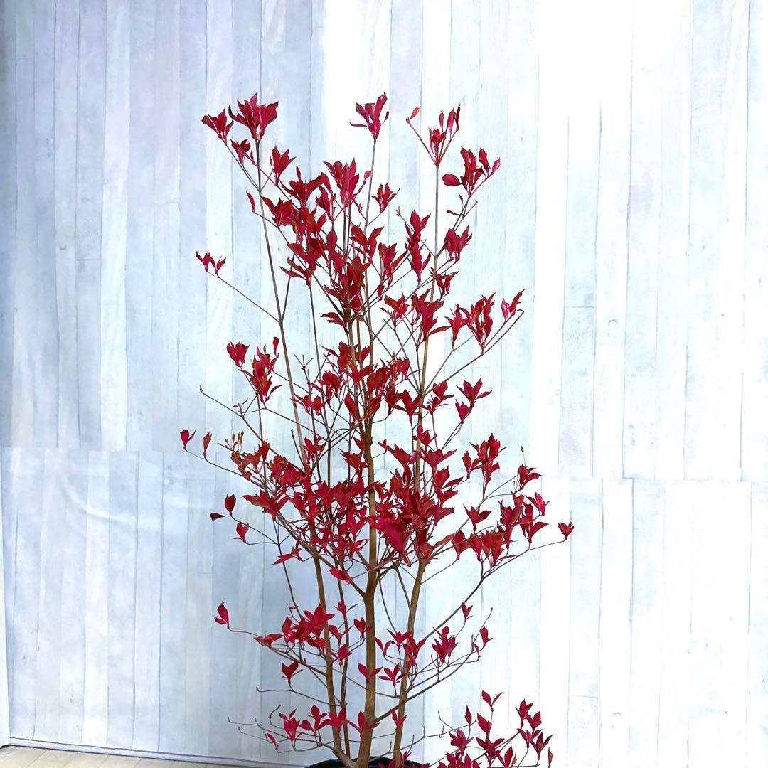 ドウダンツツジ,植物/観葉植物