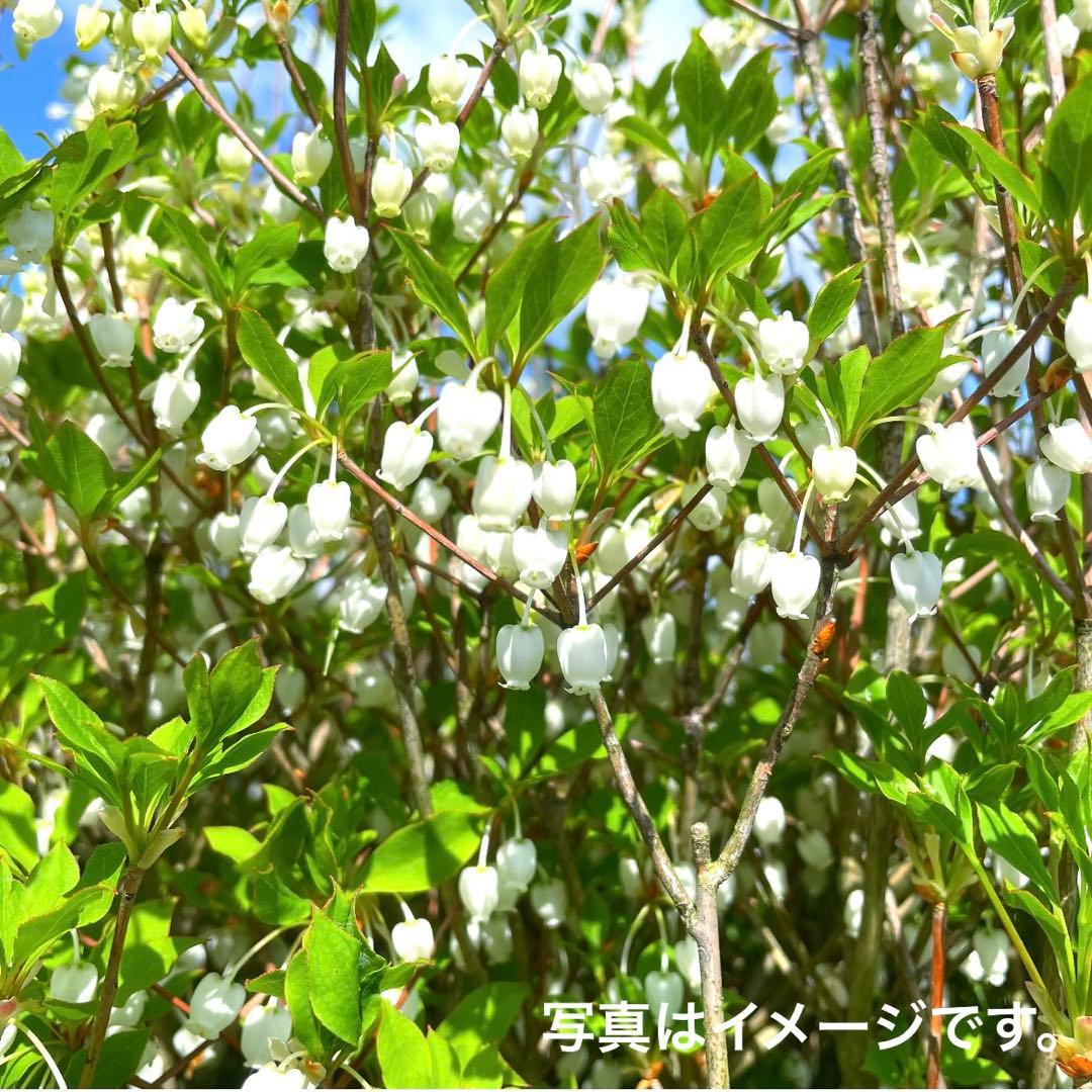 ドウダンツツジ,植物/観葉植物