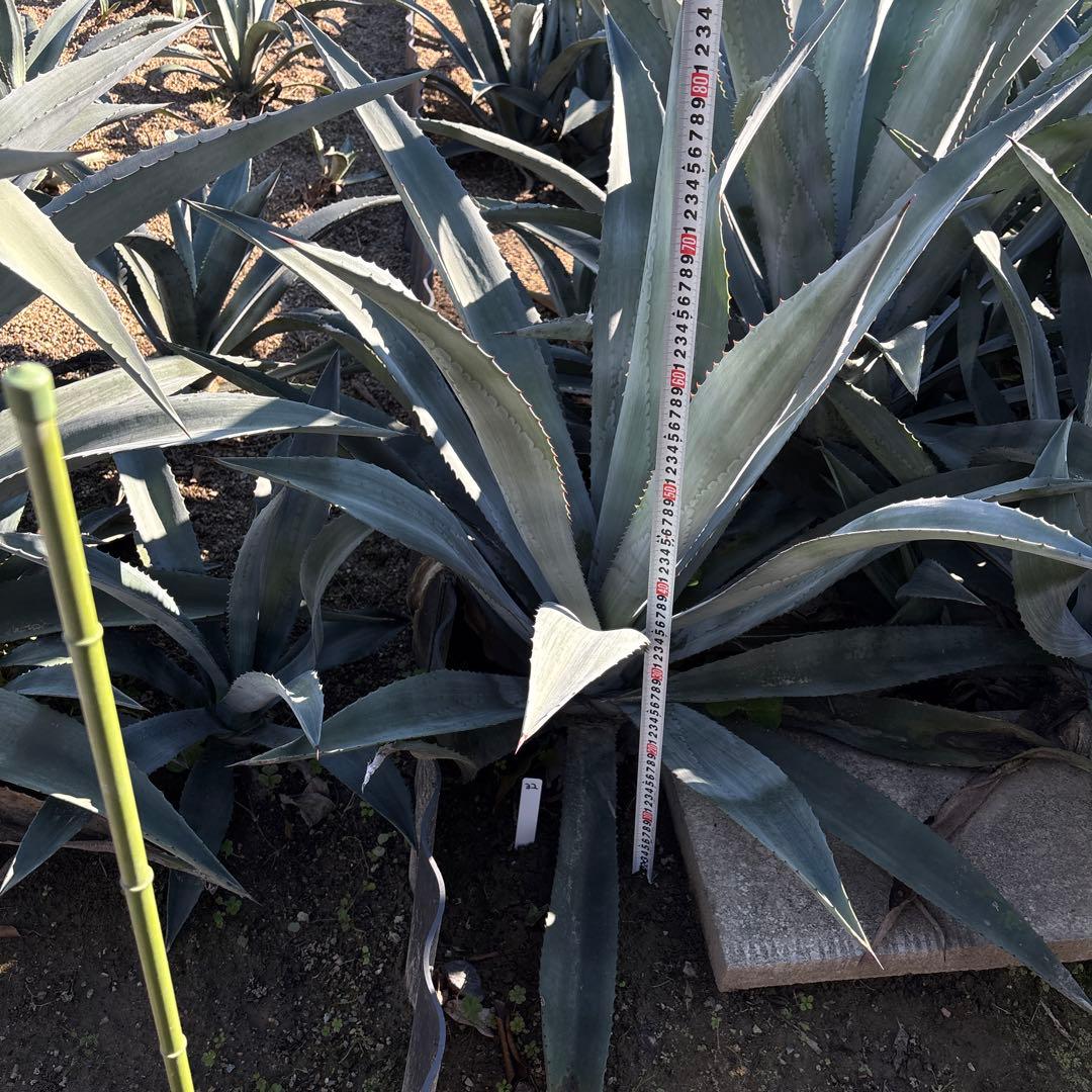 特大　巨大　アガベ　アメリカーナ　オアハカエンシス　オアハカセンシス 32