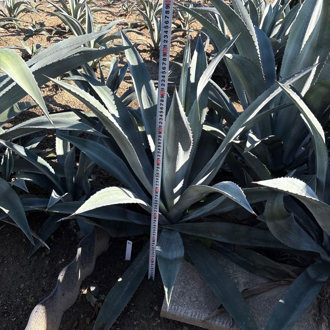 特大　巨大　アガベ　アメリカーナ　オアハカエンシス　オアハカセンシス 32