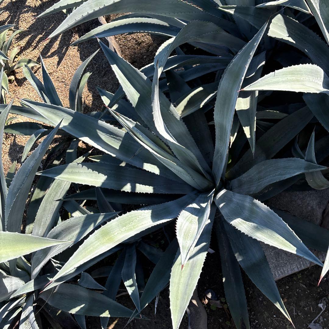 特大　巨大　アガベ　アメリカーナ　オアハカエンシス　オアハカセンシス 32