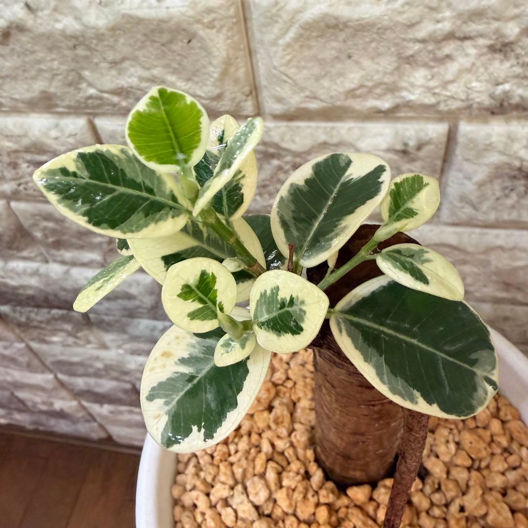 パンダガジュマル 斑入り 接木株 太幹 6号鉢 発根済・新芽あり